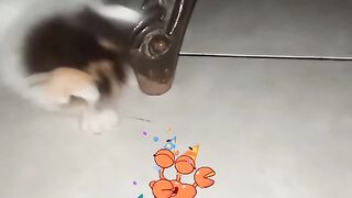 Lucunya anak kycing