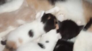 Anak kucing berebut nyusu