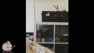 CATS FALLS COMPILATION