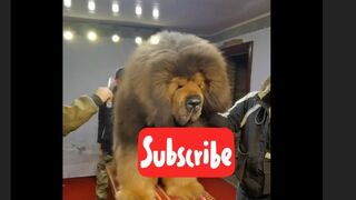 Dogs Compilation Video | Funny Dog Video 2022