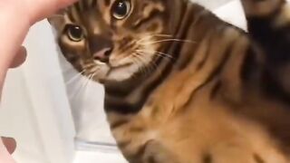 So funny cats compilation 2023