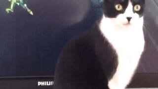 So funny cats compilation 2023