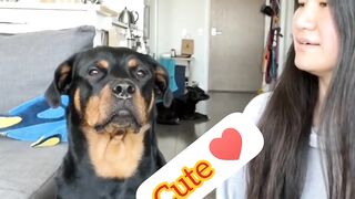 Best Dog in The World  2022 #Tiktok|Top Dogs Video