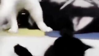 So funny cats compilation 2023