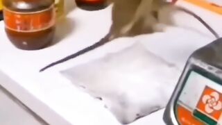 So funny cats compilation 2023
