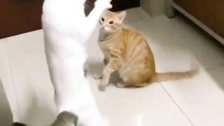 So funny cats compilation 2023