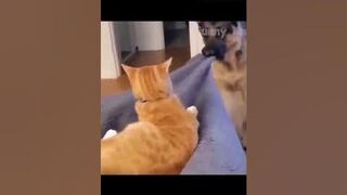 Funny animals videos from TikTok! Try not to laugh! ????????????Part 94