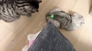 funny animals 2022