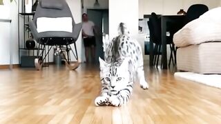 cat funny videos 2022