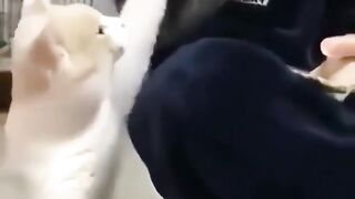 cat videos ???? || fun videos