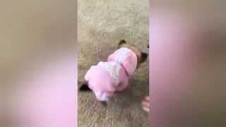 Funny Cats Vs Dogs Video Clips Compilation Fultoo Funny