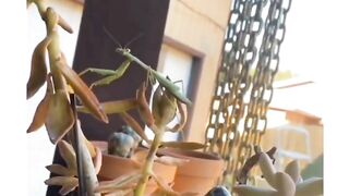 Funny animal videos I found on Instagram and Tiktok 104
