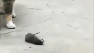 funny animals videos & cat funny videos????