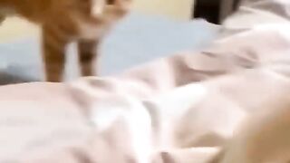 cat funny videos ???????? funny moments | comedy videos 2022 to 2023