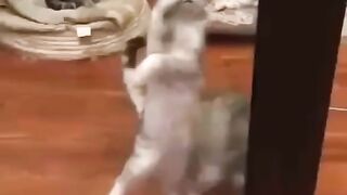 cat funny videos ???????? funny moments | comedy videos