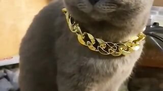 funny cat videos ???????? cats funny moments