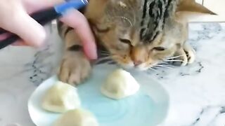 cute cat videos funny videos