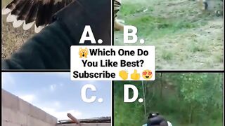 Funny Animal Videos 2022 - Funniest Cute Cats And Dogs Video Compilation - #tiktok #shorts #respect