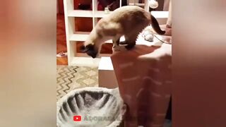 So funny cats compilation 2022