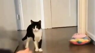 cute lovely cats???? funny moments
