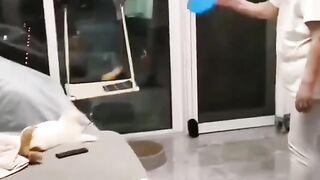 cute and funny cat videos ????????|animals fun
