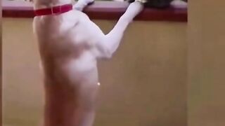 cute cat videos funny videos