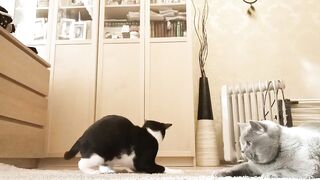 Two beautiful cats having fun and playing in the house