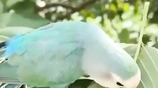 Os pássaros constroem seus ninhos com cuidado e paciência, aperfeiçoando-os a cada dia.