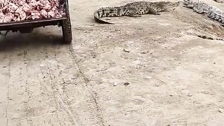 FEED THE CROCODILES