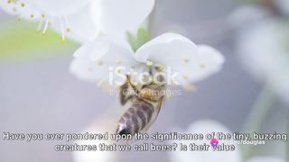 Buzzing Benefits: How Bees Bolster People, Plants, and Nature