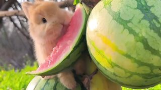 Os amimais mais lindos são aqueles que nos fazem suspirar com o seu encanto.