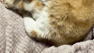 Funny moment of cats sleeping