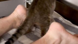 Cat laughs