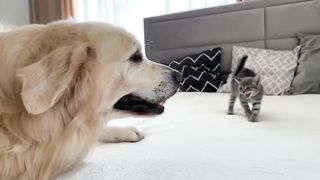 Lovely Dogs 2