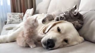 Lovely Dogs 3