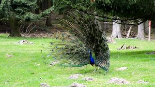 Animals Paon
