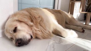 Lovely Dogs 4