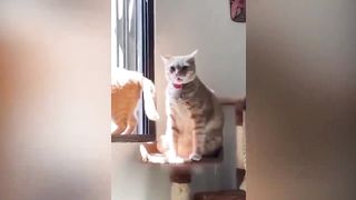 Funny Moments That Will Make You Laugh All Day - Hope You Enjoy This Funny Video! Try Not To Laugh????