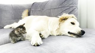 Lovely Dogs 5