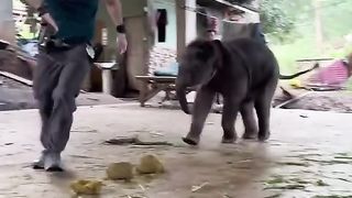 Brincar com um elefantinho é legal