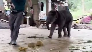 Brincar com elefantinho é uma experiência maravilhosa 2
