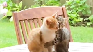 Namoro de gatos