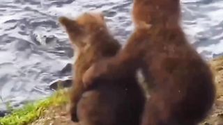 Namoro de urso