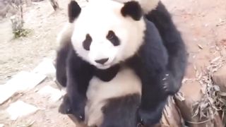 Namoro de pandas