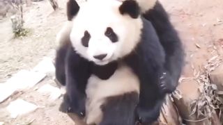 Animais namorando