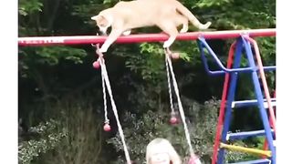 Kucing pembawa masalah ????