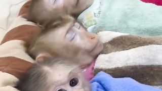 Monkey Sleeping
