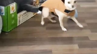 CATS vs DOGS ???????? FUNNY & CUTE Animals Videos 2023