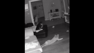 funny animal compilation 2
