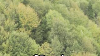 fauna and flora of the Ussuri region. Russia